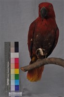 藏品(折衷鸚鵡)的圖片